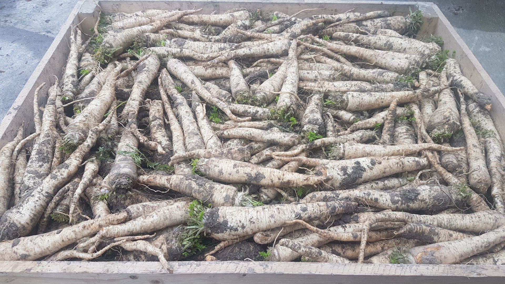 I will sell parsley, OŁOMUŃCKA variety, 1st grade, is washed nicely from the cold store