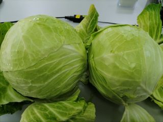 Fresh white cabbage still growing in the field in