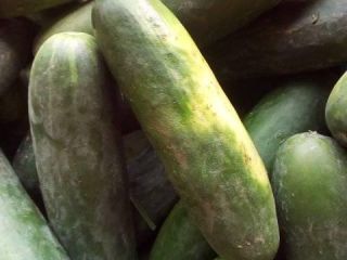 We sell fresh Cucumba at a very afordable prices