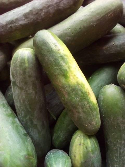 We sell fresh Cucumba at a very afordable prices MOQ 1 X 40 fcl