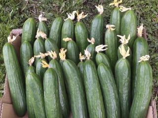 I will sell retail and wholesale quantities of greenhouse