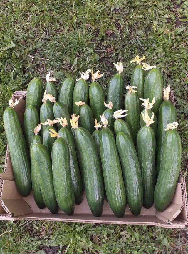 I will sell retail and wholesale quantities of greenhouse cucumber - grummel cucumber