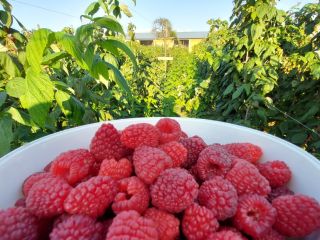Polka raspberries for sale