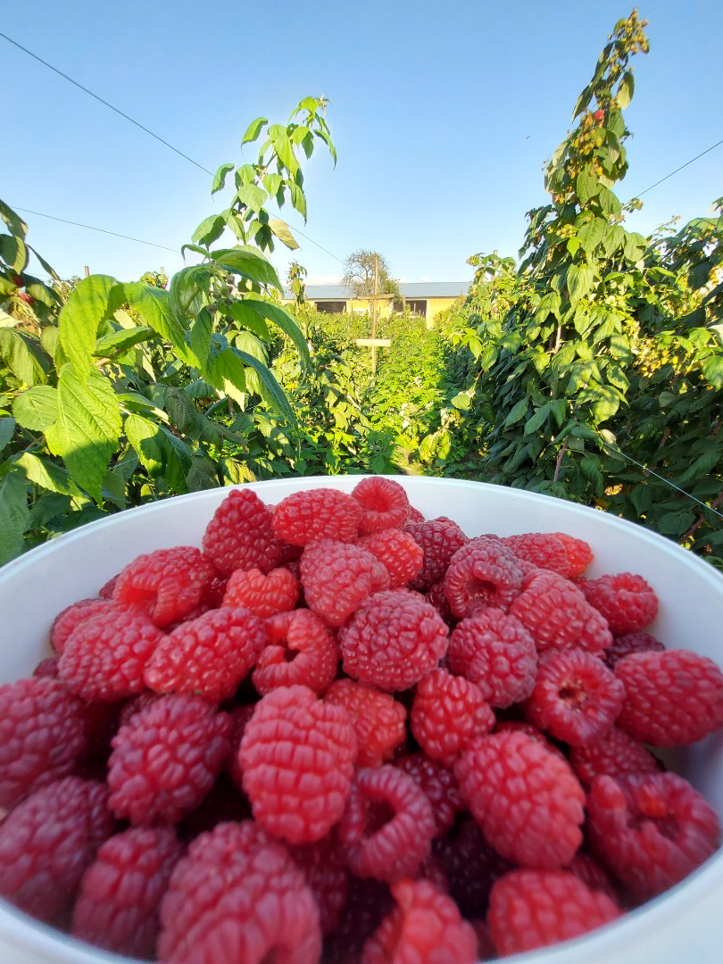 Polka raspberries for sale