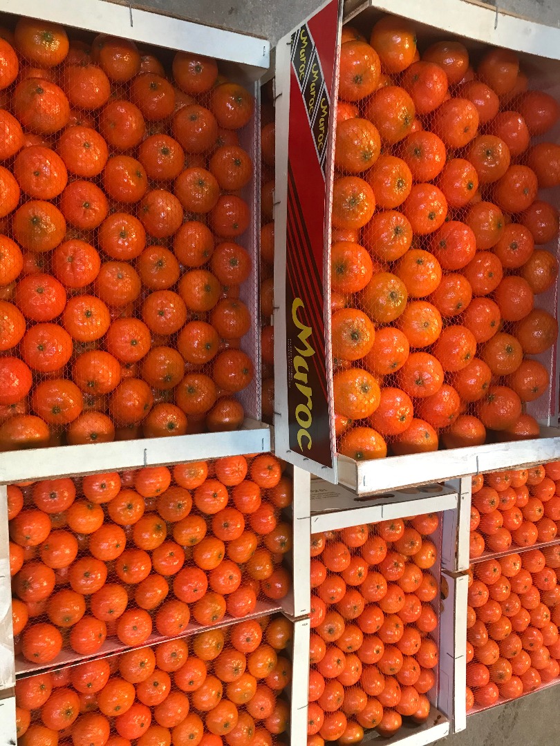 "AGRUMCO is a Family Business, Located In The City Of Beni Mellal In Morocco, Dedicated To The Production, Packaging And Marketing Of Certified Fresh Citrus