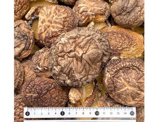 bulk natural fresh whole meaty air-dried mushroom export price