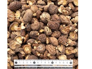 dried natural thick meaty fresh fungus mushrooms ingredient