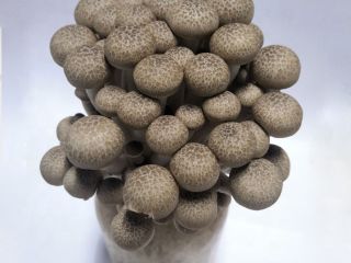 Hot Sale New Vegetables Snow Mushroom for super market