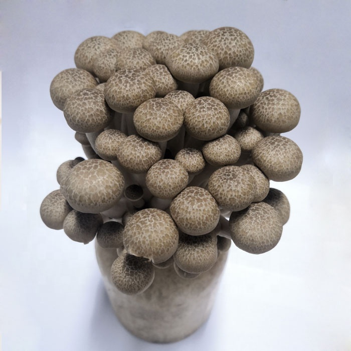 Hot Sale New Vegetables Snow Mushroom for super market