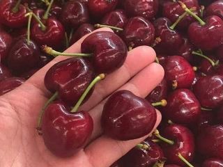 Large cherries are sold in boxes of 2 kg