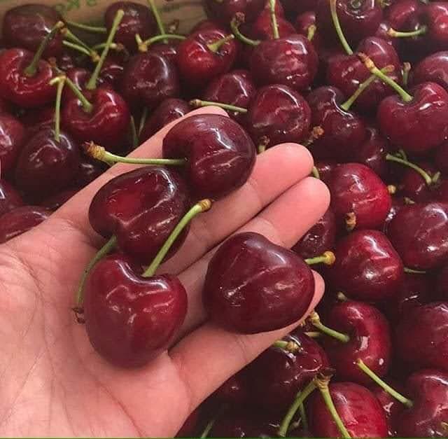 Large cherries are sold in boxes of 2 kg in each A + class, thanks to which they are better preserved Size 28+ € 6.50 per kg + VAT size 30+ € 7 + VAT The