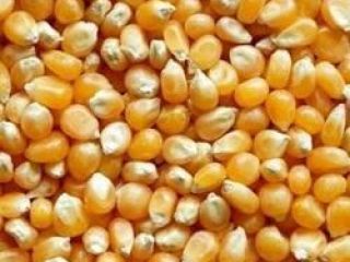 Yellow and white corn for sale at a very