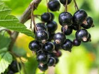 Hello In the offer I have black currants from