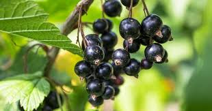 Hello In the offer I have black currants from 15 to 30 tons per day and dinosaur church