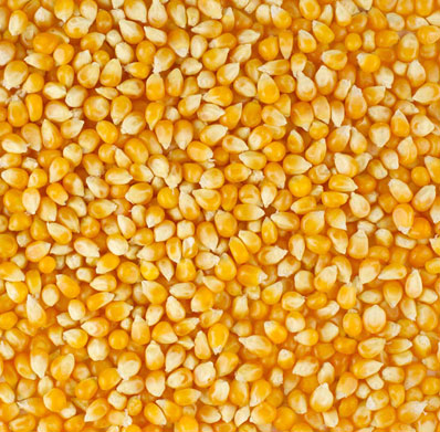 Pure yellow corn for sale at a moderate price