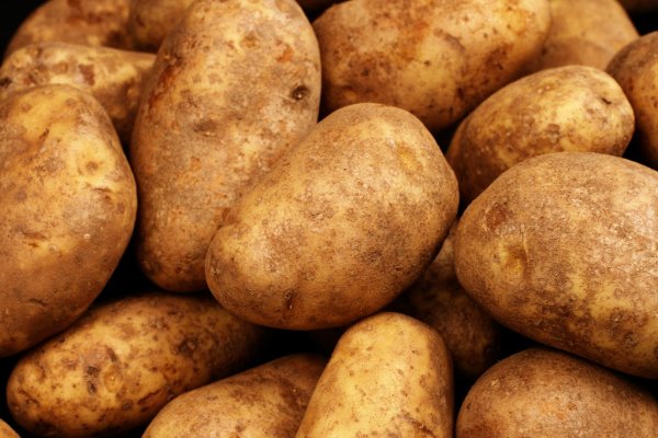 We are having high quality potatoes (russet) for consumption