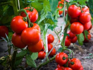 The product is certificated for selling in all the