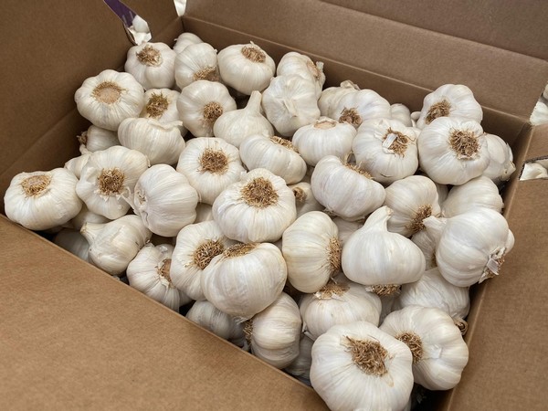 Product Garlic Varitey Normal white garlic / Red garlic / Purple garlic Pure white garlic / Snow white garlic / Super white garlic Size 4.5-5.0cm , 5.0-5.5cm