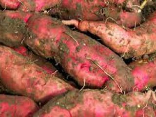 we provide fresh fruits and vegetables, spices, ... We