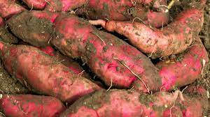 we provide fresh fruits and vegetables, spices, ..
