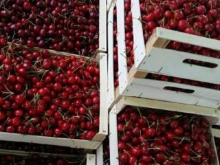 We offer the best prices for cherries at any
