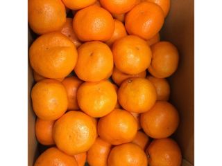Produkt Świeży pępek Pomarańczowy pochodzenie Turcja Temperatura w pojemniku