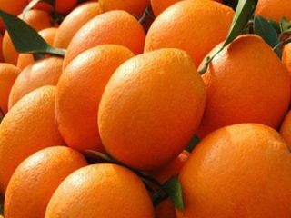 item value Style Fresh Product Type Citrus Fruit Type