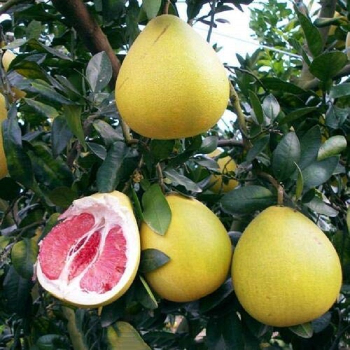 t tastes sweet and tangy, and are of 1-1.5 kg in weight
