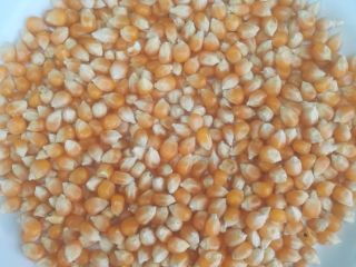 100Mt of corn (POPCORN) for pigeons or other