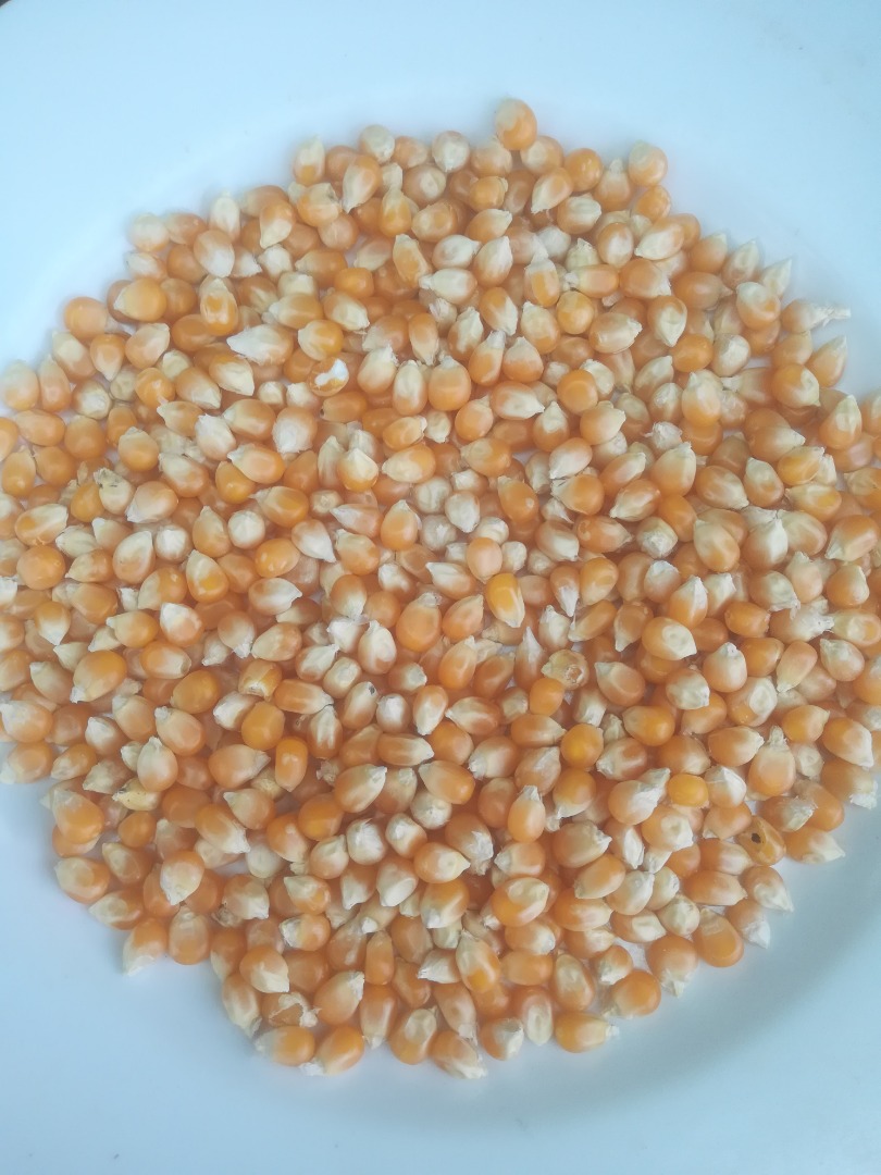 100Mt of corn (POPCORN) for pigeons or other
