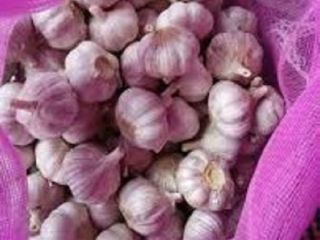 1) Normal white garlic (red garlic, purple garlic) 2)