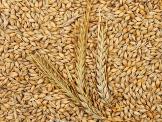 Barley Moisture – max. 14%; trash admixture – max.