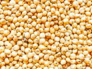 Red / white sorghum Moisture – max. 14.0%; trash