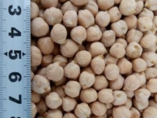 Chickpeas 6 + / 7 + / 8 +