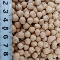 Chickpeas 6 + / 7 + / 8 + Chickpeas of different diameters, in different proportions: 5 mm +, 6 mm +, 7 mm +, 8 mm +
