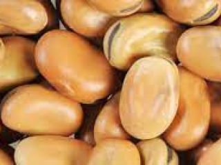 Beans (horse) Moisture – max. 14.0%; trash admixture –