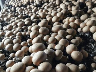 Welcome. We offer brown mushroom and portabello directly from