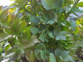 I will sell a nice green lovage torn straight