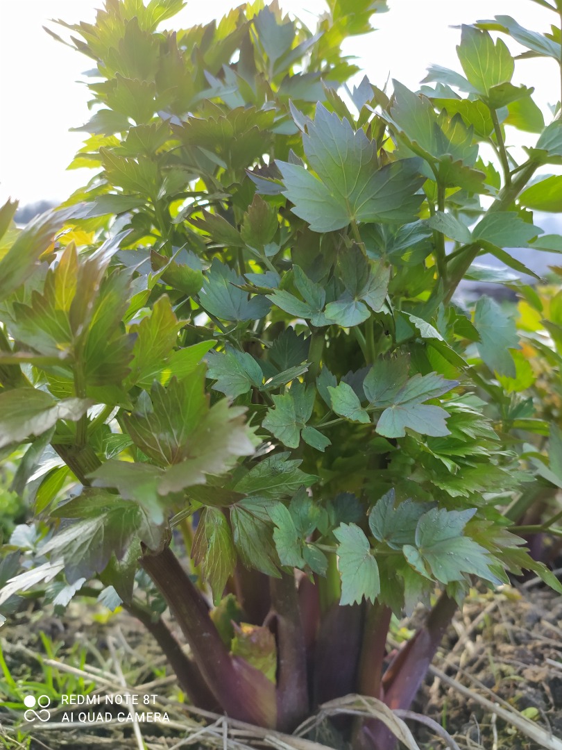 I will sell a nice green lovage torn straight from the field into bunches, I invite you to cooperation