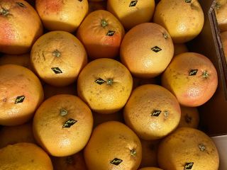 I will sell 15T grapefruit for juices.