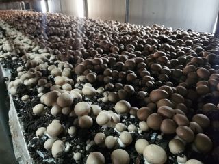 We offer brown mushrooms and portabello directly from the