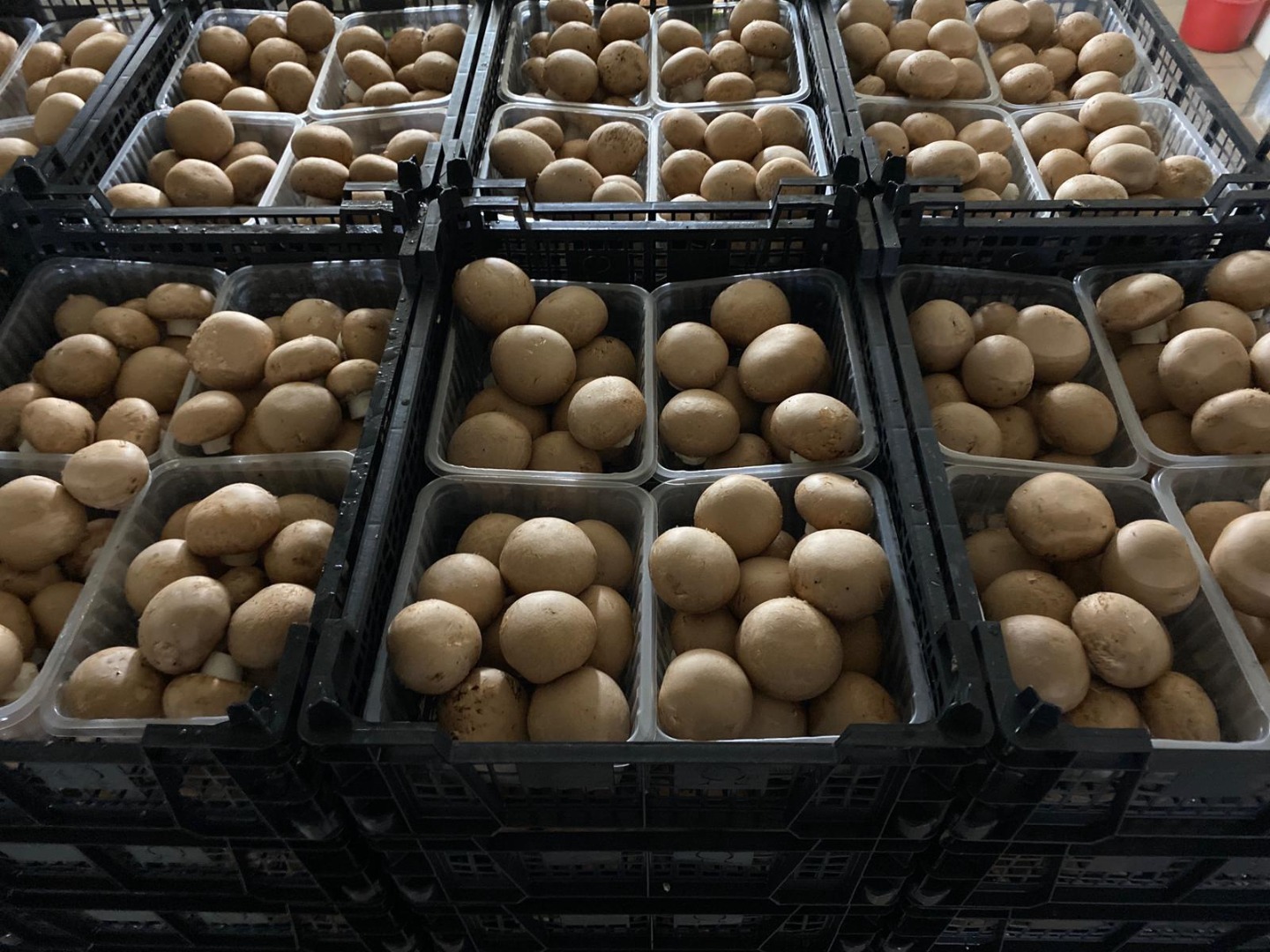White and brown mushrooms