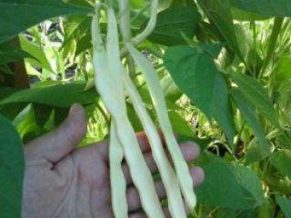 Hell. I’m a producer vegetables. I sell many various