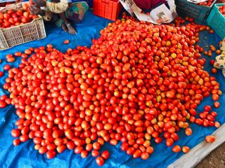 Fresh Tomatoes