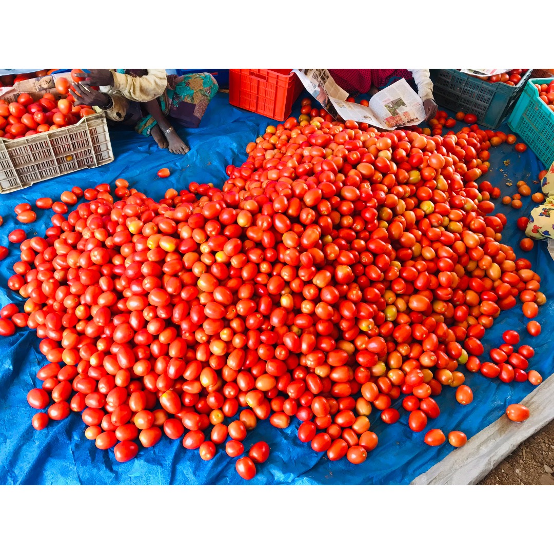 Fresh Tomatoes