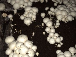 We offer white mushrooms directly from the manufacturer. We