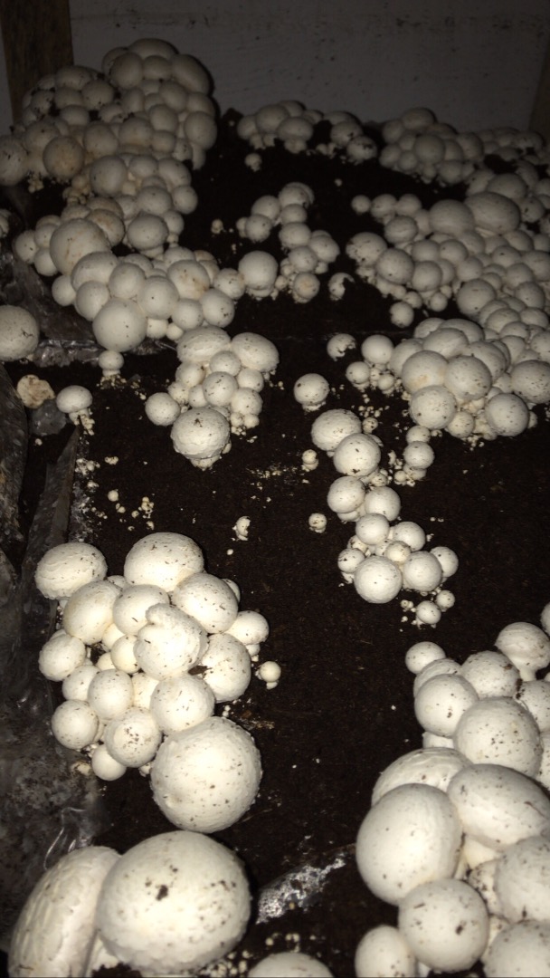 We offer white mushrooms directly from the manufacturer
