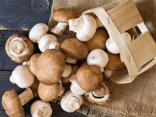 Top Quality Fresh and White Frozen Mushroom Product Name: