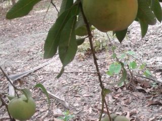 offering 1th and 2th grade mangos from senegal,hand-picked and