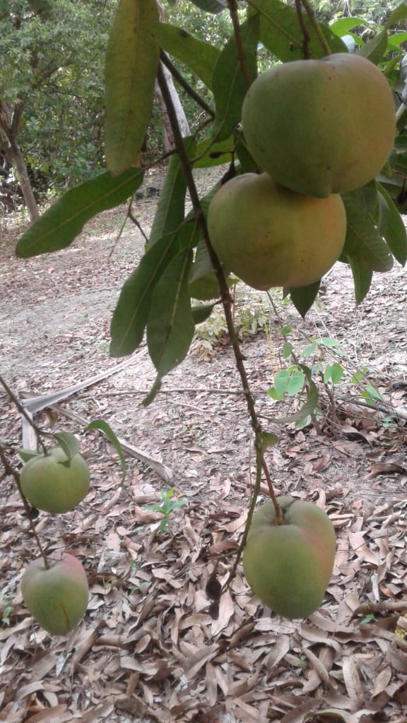 offering 1th and 2th grade mangos from senegal,hand-picked and avaible at port rotterdam or any other adres negotiable.preffer long term cooperation with also